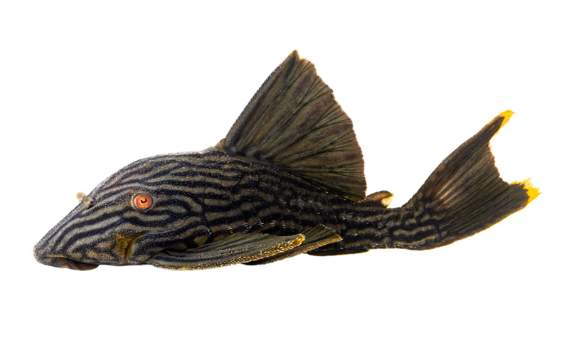 Peces