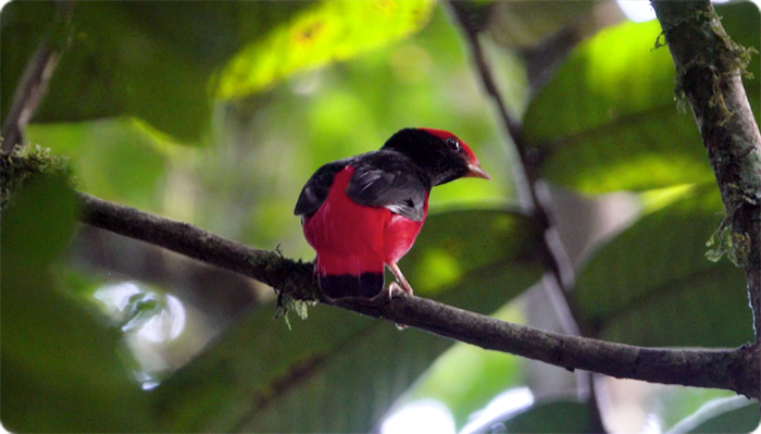 Cotinga Ferrari